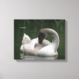 Impresión en lienzo de cisne soñoliento