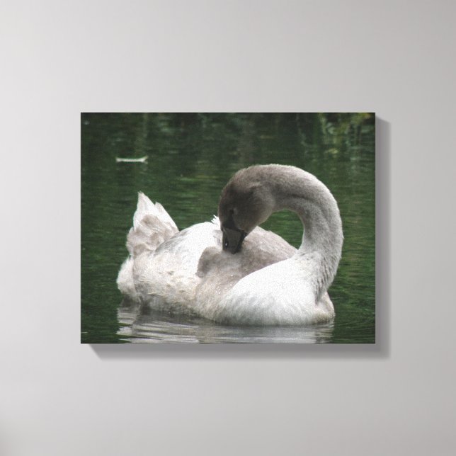 Impresión en lienzo de cisne soñoliento (Anverso)