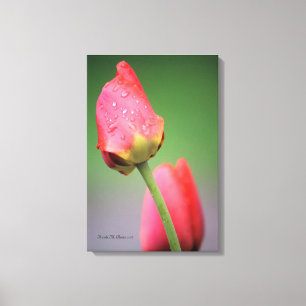Impresión en lienzo de dos tulipanes rosados