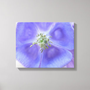 Impresión en lienzo de flor de Aquilegia