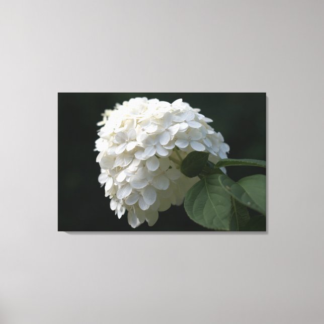 Impresión en lienzo de flor de Hortensia de Lima B (Anverso)