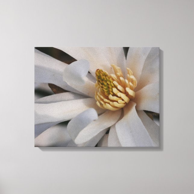 Impresión en lienzo de flor de magnolia estrella (Anverso)