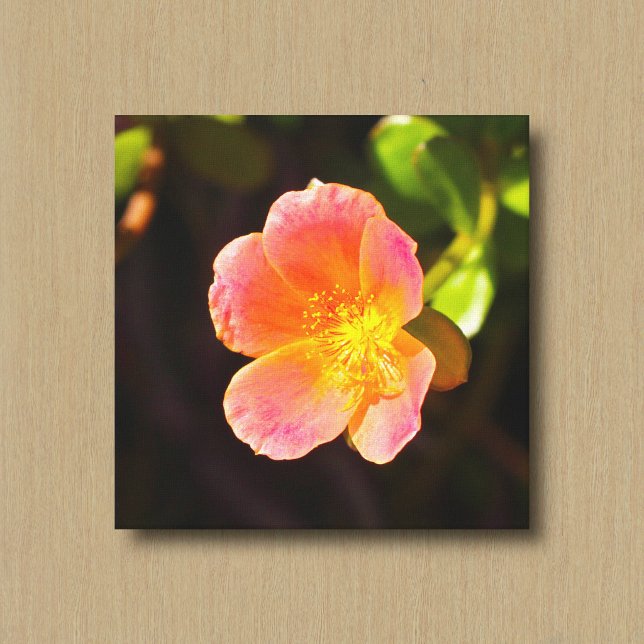 Impresión en lienzo de flor de rosa de musgo rojo (Subido por el creador)