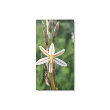 Impresión en lienzo de flora de primavera Sudáfric