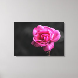 Impresión en lienzo de fotografía de rosa rosa