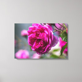 Impresión en lienzo de fotografía de rosa rosa