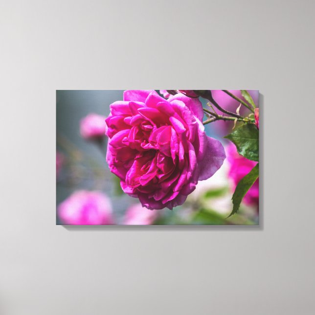 Impresión en lienzo de fotografía de rosa rosa (Anverso)