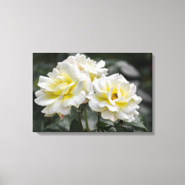 Impresión en lienzo de fotografía de rosas blancas