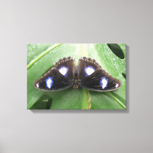 Impresión en lienzo de hermosa mariposa azul motea