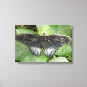 Impresión en lienzo de hermosa mariposa tropical y