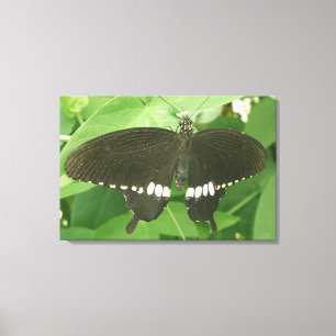 Impresión en lienzo de la mariposa Common Mormon