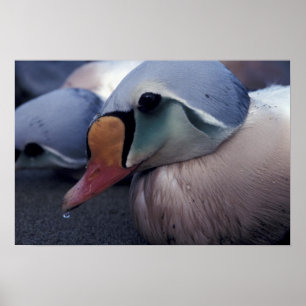 impresión en lienzo de macho de eider real