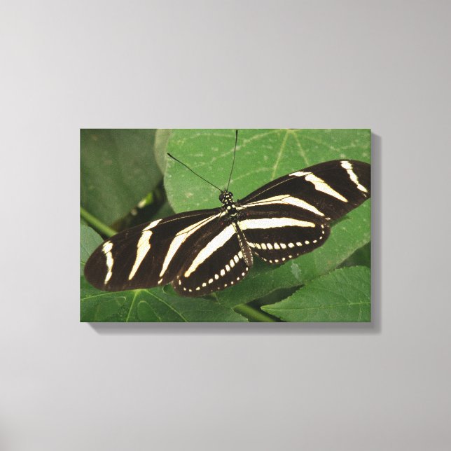 Impresión en lienzo de mariposa cebra alilarga (Anverso)