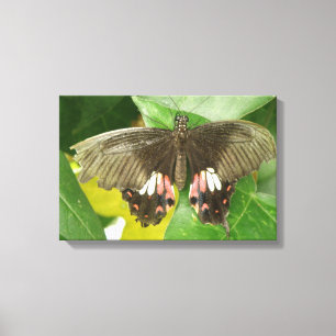 Impresión en lienzo de mariposa cola de golondrina