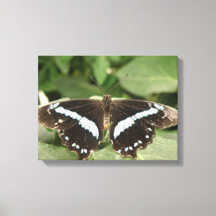 Impresión en lienzo de mariposa tropical en blanco