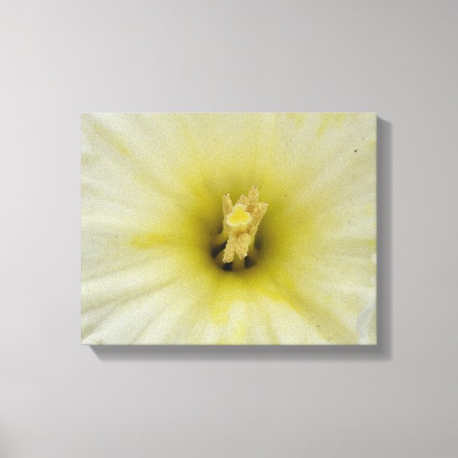 Impresión en lienzo de narciso pálido bonito (Anverso)