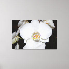 impresión en lienzo de orquídea blanca grande en f