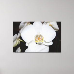 impresión en lienzo de orquídea blanca grande en f