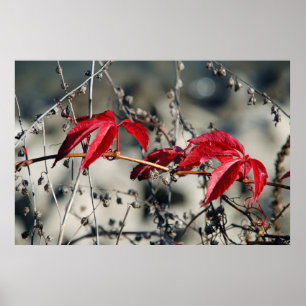 Impresión en lienzo de Otoño Rojo
