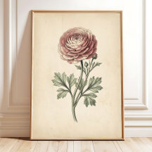 Impresión en lienzo de Ranunculus botánico