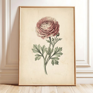 Impresión en lienzo de Ranunculus botánico