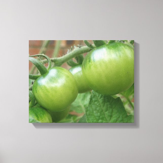 Impresión en lienzo de tomates verdes (Anverso)