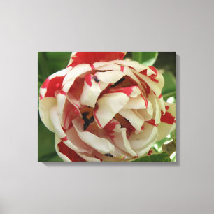 Impresión en lienzo de tulipán rosa y blanco