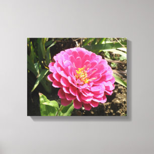 Impresión en lienzo de Zinnia rosa