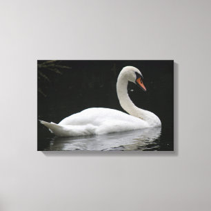 Impresión en lienzo del cisne blanco elegante