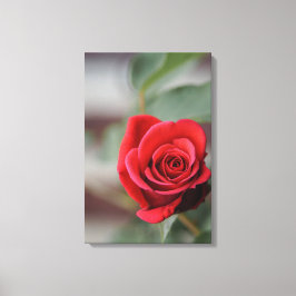 Impresión en lienzo Elegancia de rosa roja Fotogra