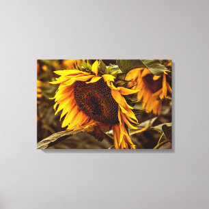 Impresión en lienzo Elegancia del Girasol