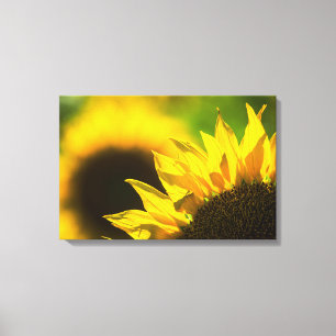 Impresión en lienzo Elegancia del Girasol