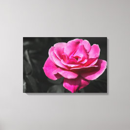Impresión en lienzo Elegancia Rosa Rosa