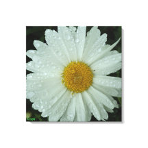 Impresión en lienzo estirado Daisy Dream