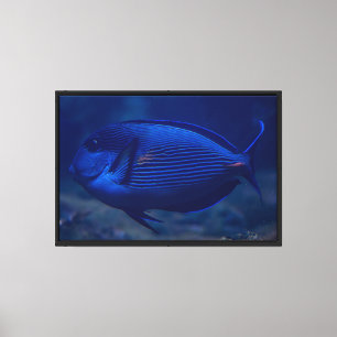 Impresión en lienzo estirado de pez tropical azul