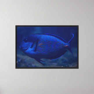 Impresión en lienzo estirado de pez tropical azul