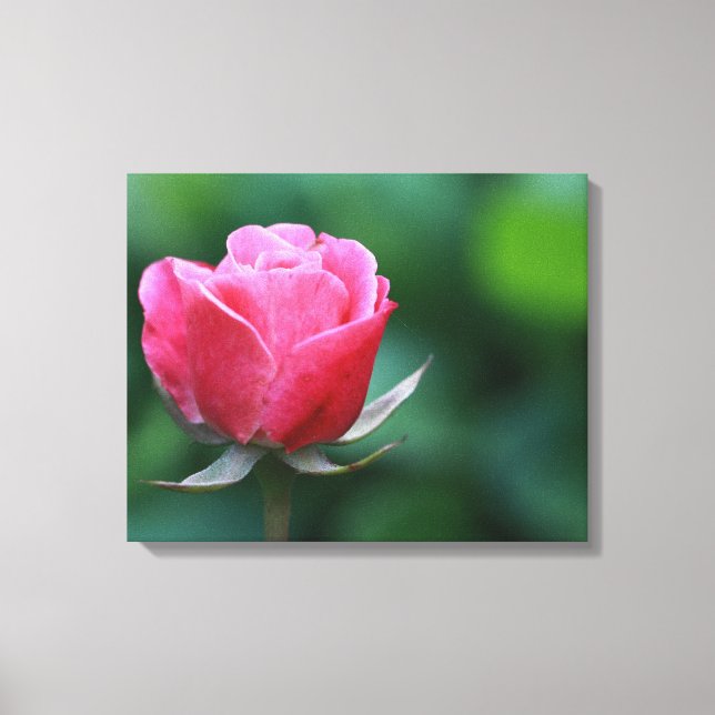 Impresión en lienzo estirado de rosa rosa / roja p (Anverso)