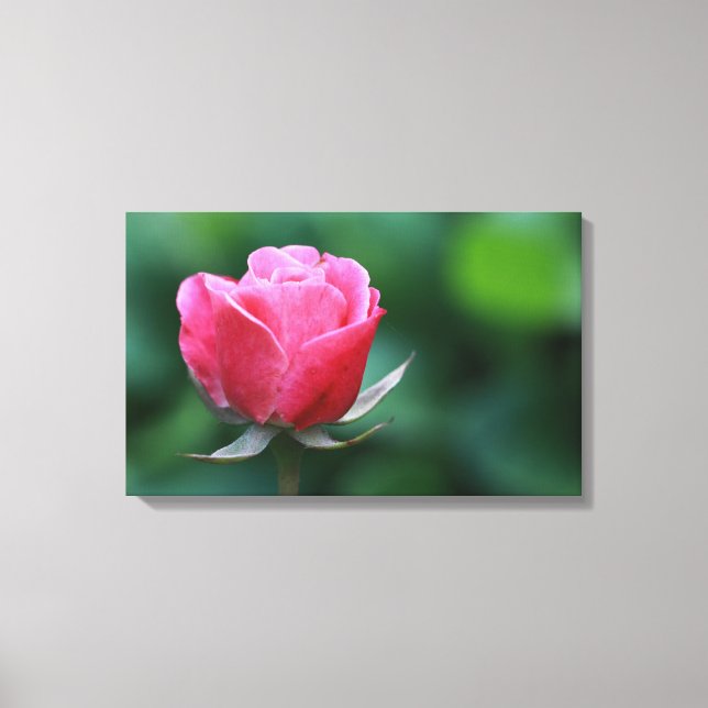Impresión en lienzo estirado de rosa rosa / roja p (Anverso)