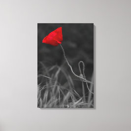 Impresión en lienzo Flor de amapola roja