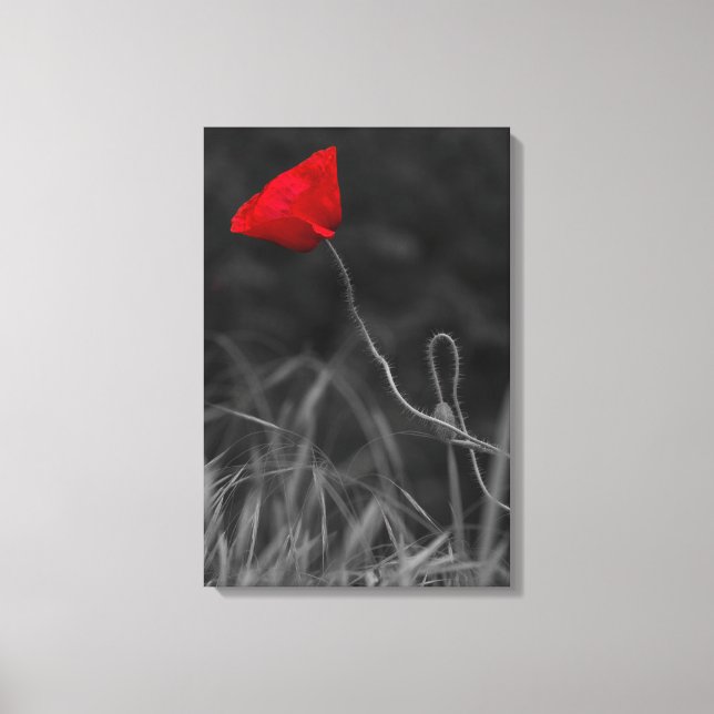 Impresión en lienzo Flor de amapola roja (Anverso)