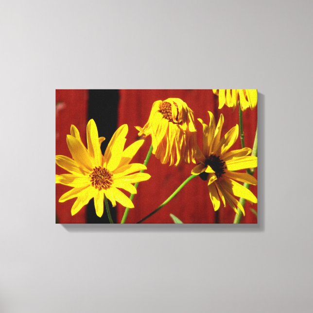 Impresión en lienzo floral Daisy cercado (Anverso)