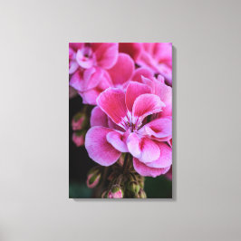 Impresión en lienzo Flores de Geranio Rosadas