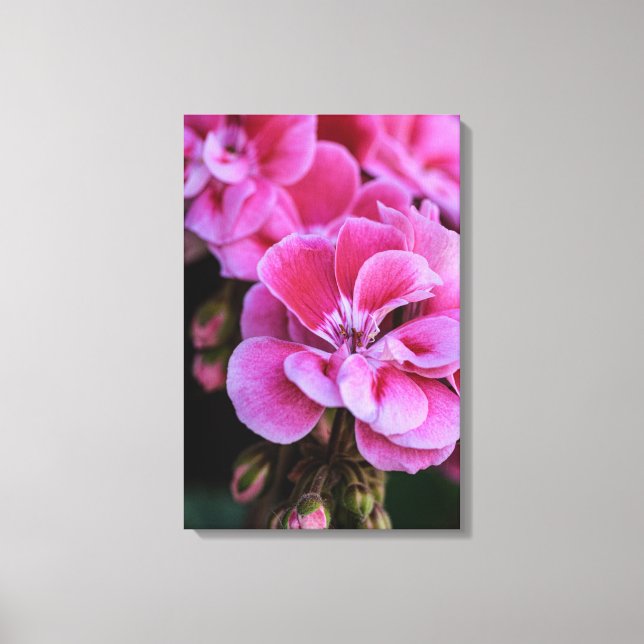 Impresión en lienzo Flores de Geranio Rosadas (Anverso)