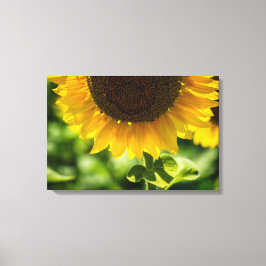Impresión en lienzo fotografía de girasol en flor