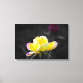 Impresión en lienzo Fotografía de rosa amarilla