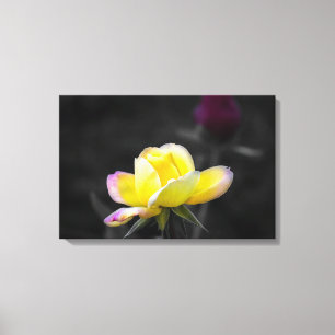 Impresión en lienzo Fotografía de rosa amarilla