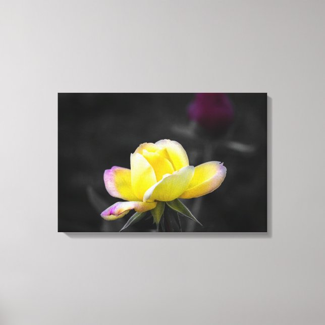 Impresión en lienzo Fotografía de rosa amarilla (Anverso)