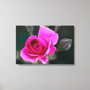 Impresión en lienzo fotografía de rosa rosa y capu