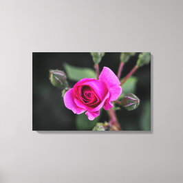 Impresión en lienzo fotografía de rosa rosa y capu