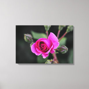 Impresión en lienzo fotografía de rosa rosa y capu